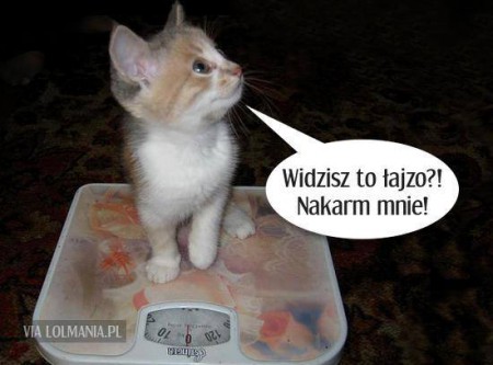 kotek.jpg