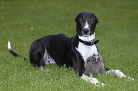 unusual-animal-friendship-62__700.jpg