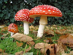 240px-Amanita_muscaria_3_vliegenzwammen_op_rij.jpg