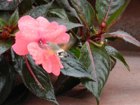 DSCN7581.JPG