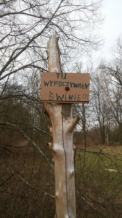 Rawka swinki.jpg