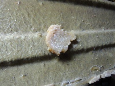 DSCN2780.JPG